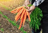 Farmer holds freshly harvested carrots in his hands.