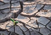 Young seedling growing in dry, cracked ground.