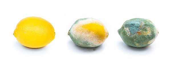3 Stages of a Lemon Rotting